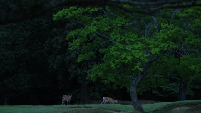 傍晚在多风的森林中放牧的两只鹿，4k