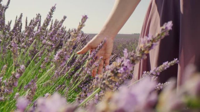 LA CU女人的手爱抚薰衣草花