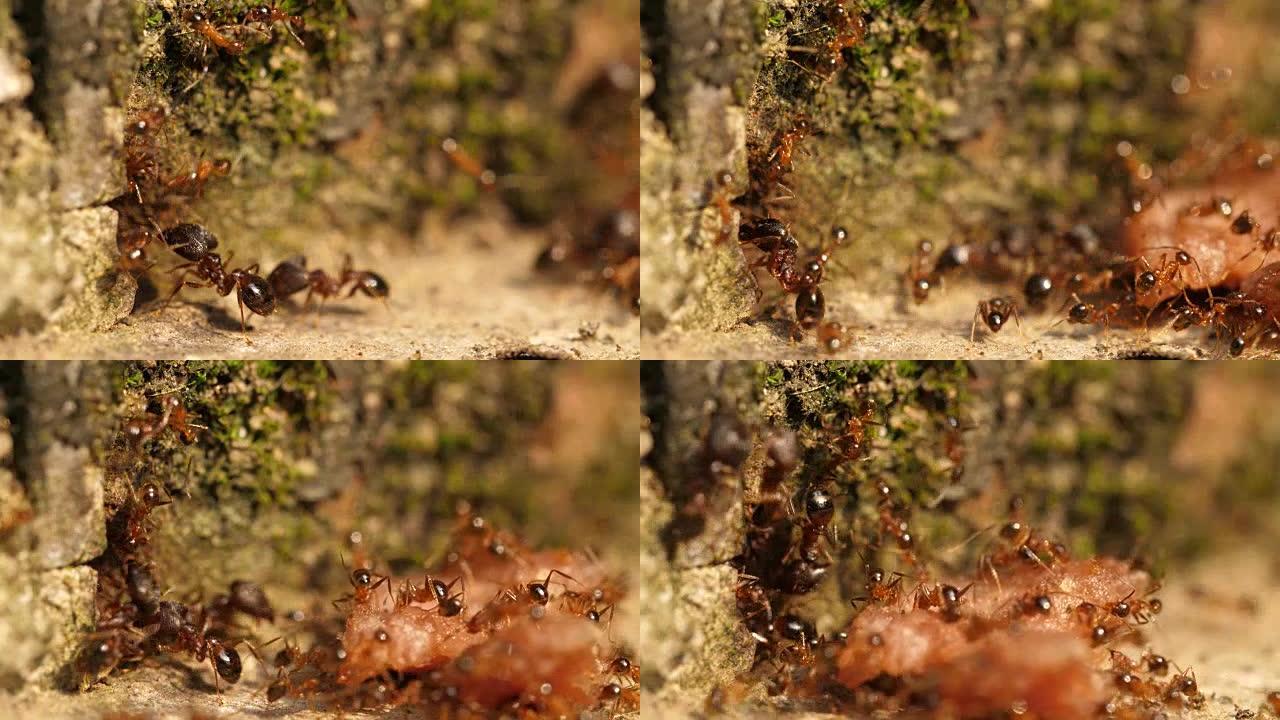 一群蚂蚁将食物运送到洞穴中，4k