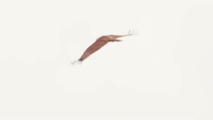 斯里兰卡的Brahminy风筝鸟在阴云密布的天空中飞翔
