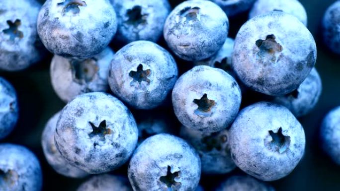 特写蓝莓实拍视频果实果子丹东生鲜