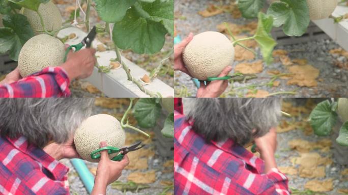 A man cutting the growing muskmelon with seculting