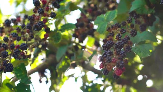 森林中成熟的新鲜多汁生物季节性黑莓种植园的慢动作关闭
