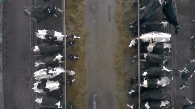 成群的奶牛在牛棚里吃饭，俯视图。