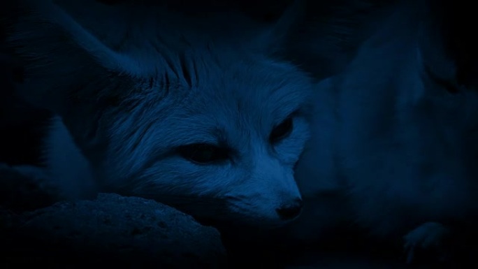 夜间洞穴狐狸男女黑暗动物