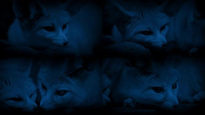 夜间洞穴狐狸男女黑暗动物