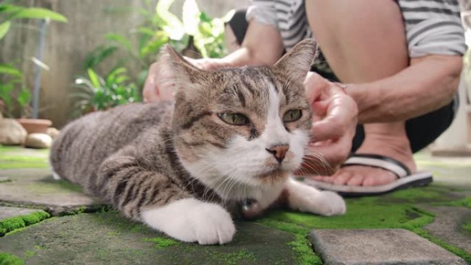 SLO MO女人抚摸她的猫