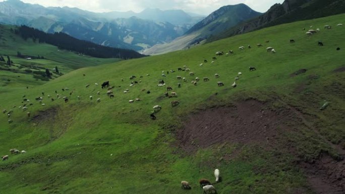在高原草原上放牧的羊群
