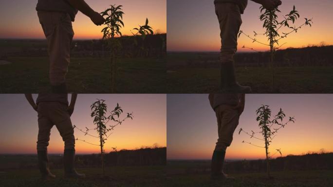 日落时站在宁静山坡上的年轻桃树上的男性农民女士