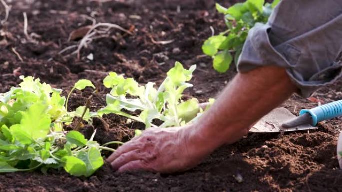 农民双手在花园里种植蔬菜幼苗的特写镜头