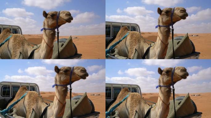 WS骆驼绑在皮卡车上