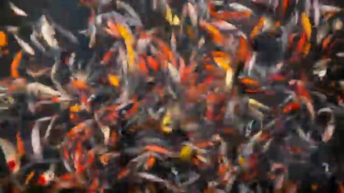 T/L 4k锦鲤或花式鲤鱼的抽象俯视图