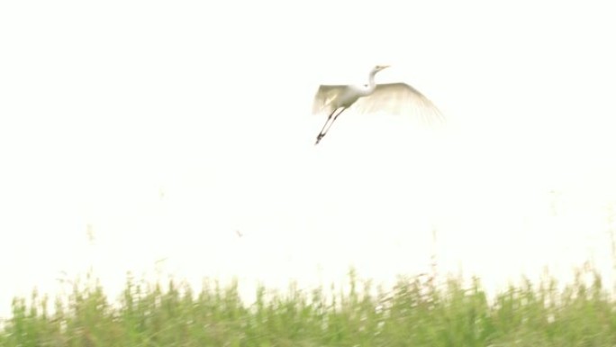 MS White crane flying，斯里兰卡