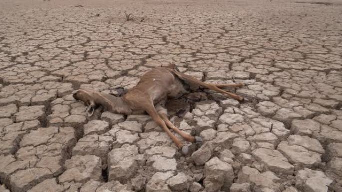 4k近距离平移一只死于口渴的羚羊，躺在因气候变化和全球变暖造成的干旱而干dried的大坝破裂的泥地板