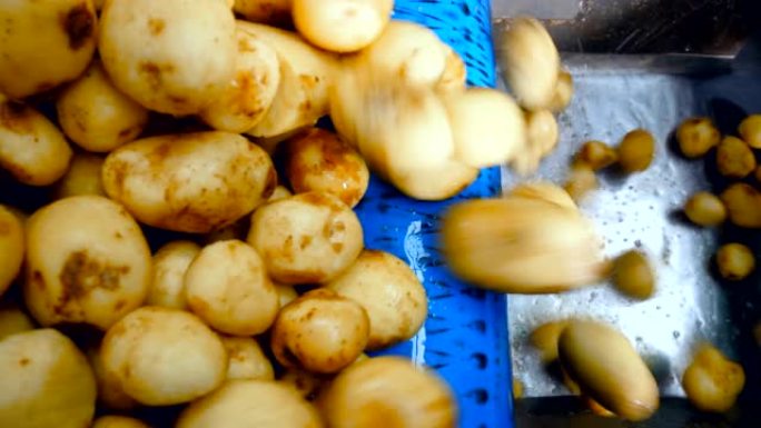洗过的土豆从传送带上掉进食品生产设施的盒子里。
