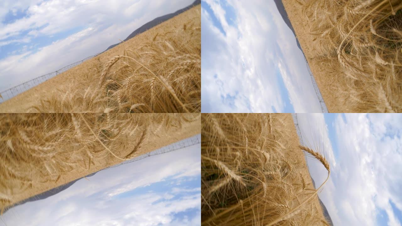背景中中心枢轴灌溉的田间小麦的4k 360度视图