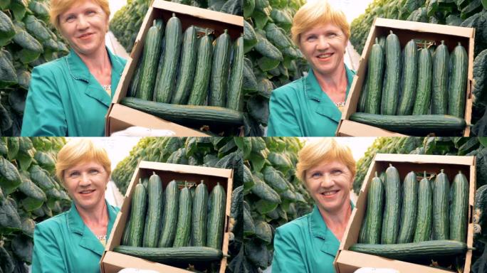 女温室员工肖像正在展示一个装满黄瓜的纸箱。健康产品生产理念。