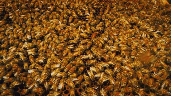 本地蜜蜂的慢动作宏观特写，使蜂巢繁殖
