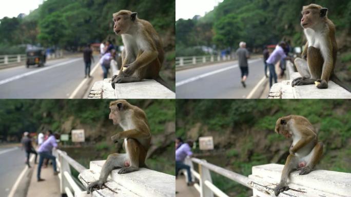 猴子女士在斯里兰卡的桥梁栏杆上吃东西