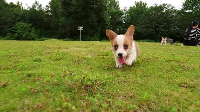 一只可爱的威尔士柯基小狗跑步，4k