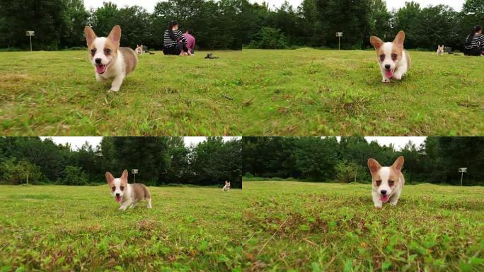 一只可爱的威尔士柯基小狗跑步，4k