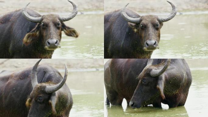 斯里兰卡水牛女士肖像水牛涉水
