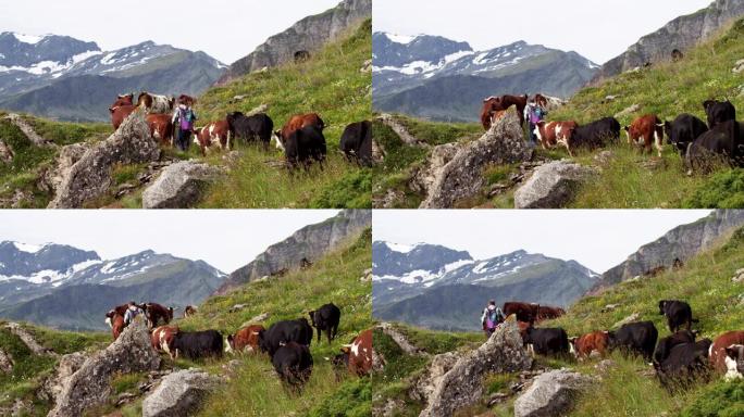 在农场的围栏上散步，释放了一群美丽，整洁的牛群 (棕色)，从侧面拍摄了美丽的电影，背景是gras和树