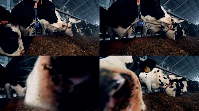 一头母牛在嚼干草，对着镜头闻起来