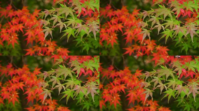 4k的红色枫叶背景在秋季。