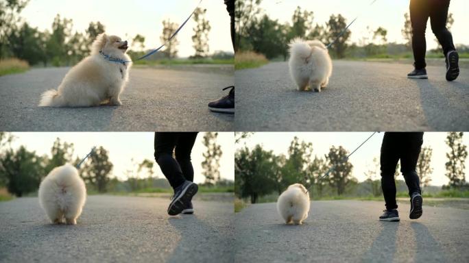 SLO MO-Pomeranian和他的主人一起散步