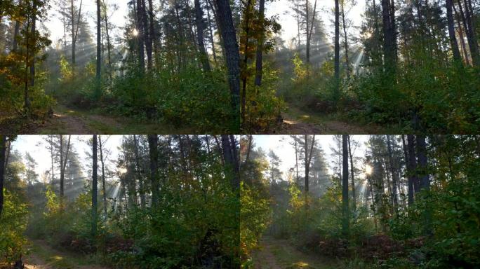 清晨有阳光的夏季森林。沿着森林小径行走