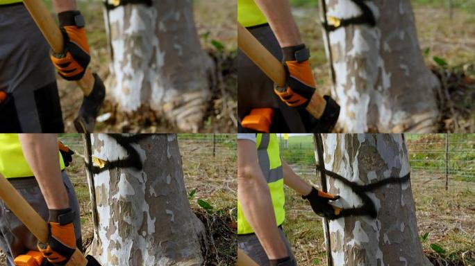 伐木工人在砍伐4k之前检查树干