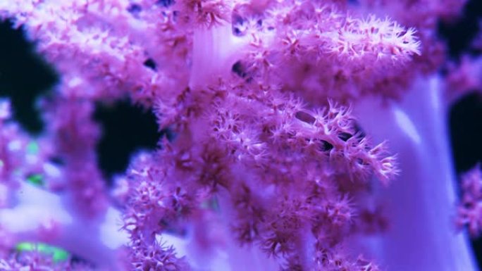 真美在于大海深处珊瑚紫色唯美