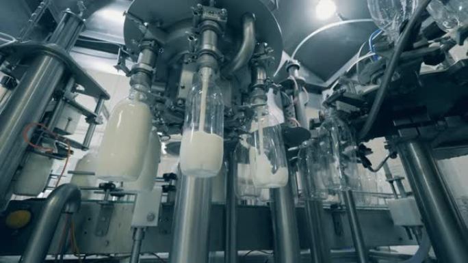 瓶子正在机械地装满新鲜牛奶。用牛奶灌装瓶子的自动化过程。