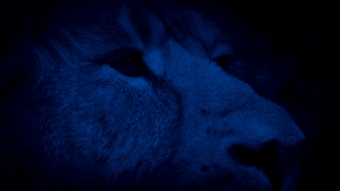 狮子晚上在丛林中竖起耳朵