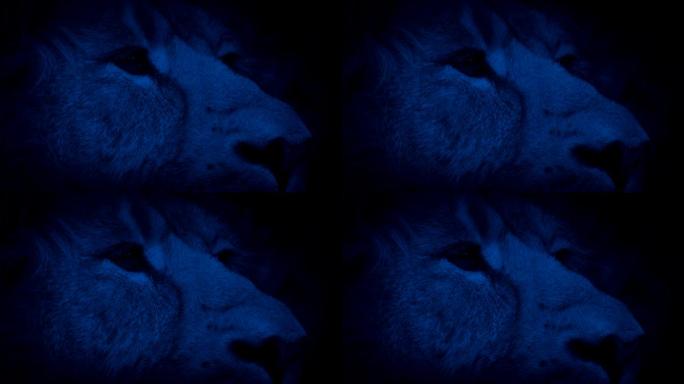 狮子晚上在丛林中竖起耳朵