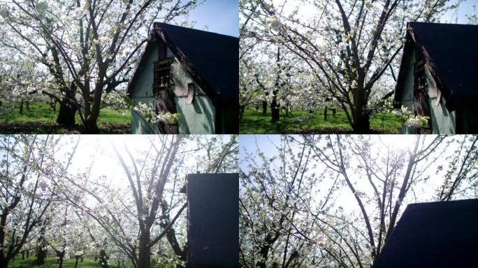果园里的嫩草。盛开的樱桃树和老棚