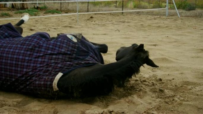马躺在牧场上，站起来4k