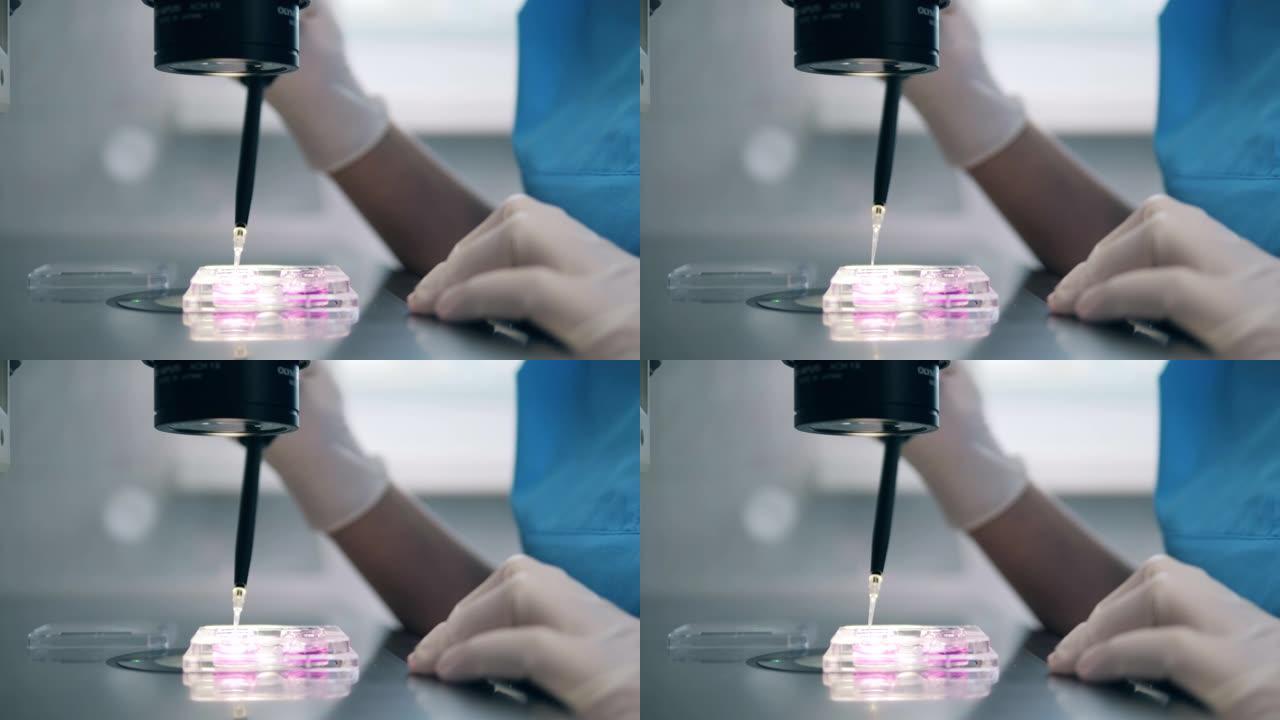 医院工作人员在人工受精过程中使用显微镜。