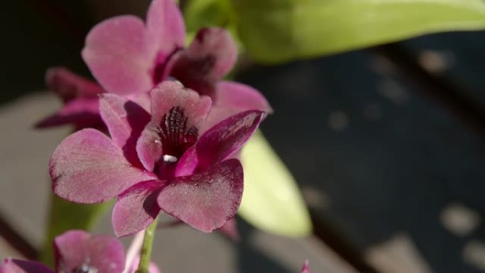 紫色兰花花的4k镜头