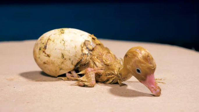 一只小鸡从鸡蛋里孵化出来，特写。
