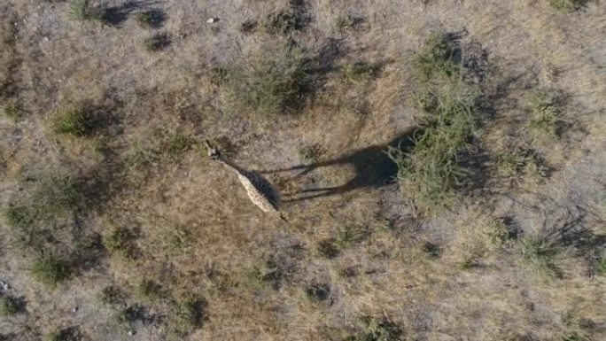 纳米比亚北部大草原灌木丛草原上的长颈鹿的4k垂直鸟瞰图