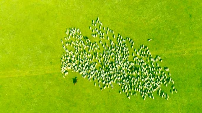农场上的空中观景绵羊