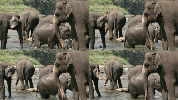斯里兰卡MS大象在水中沐浴