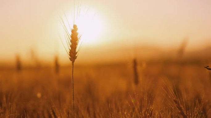 日落时田间的麦穗小麦丰收一个麦子麦田麦地
