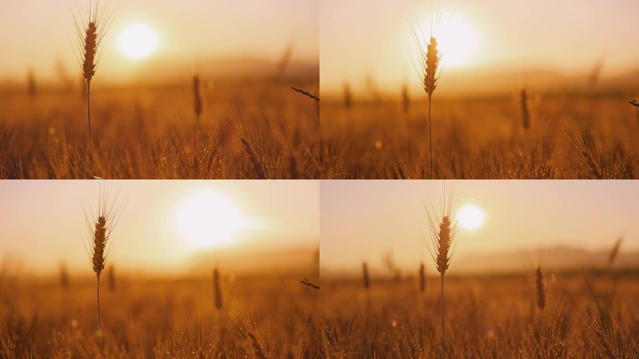日落时田间的麦穗小麦丰收一个麦子麦田麦地