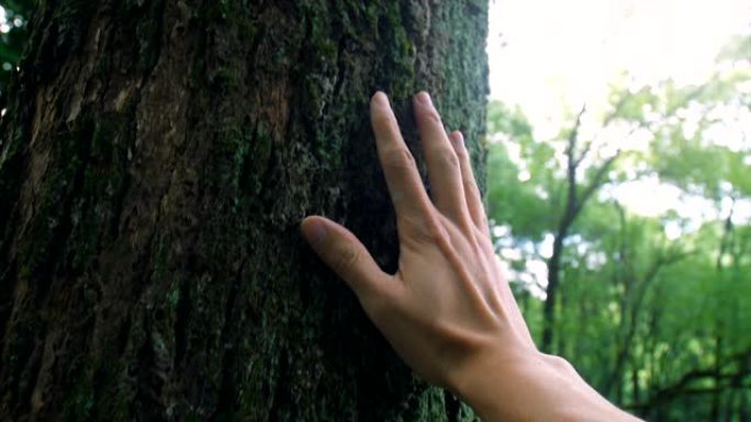 连接森林中的自然抚摸轻抚树干