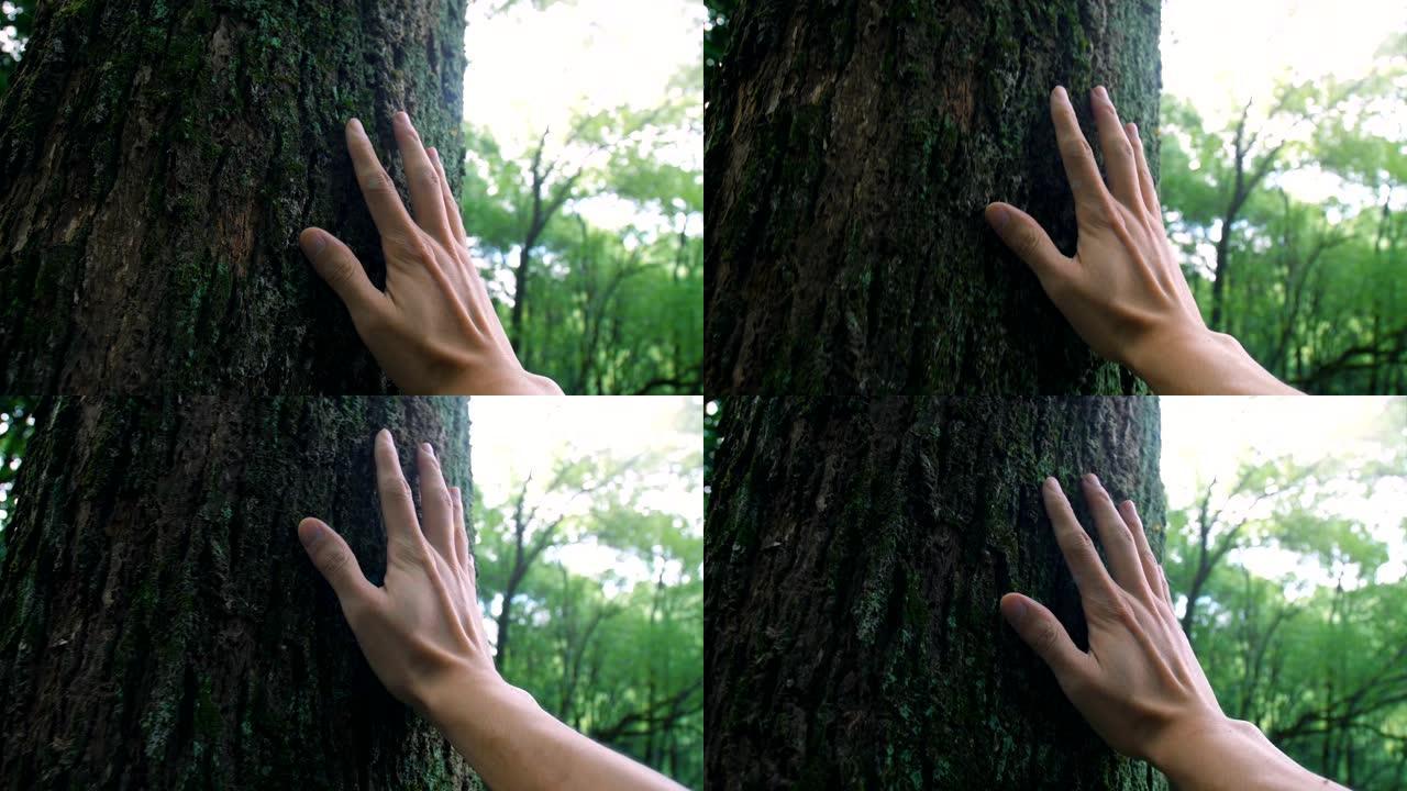 连接森林中的自然抚摸轻抚树干