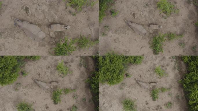 4k缩小了一只年轻的白犀牛小牛和雌性站在灌木丛中的空地上的鸟瞰图