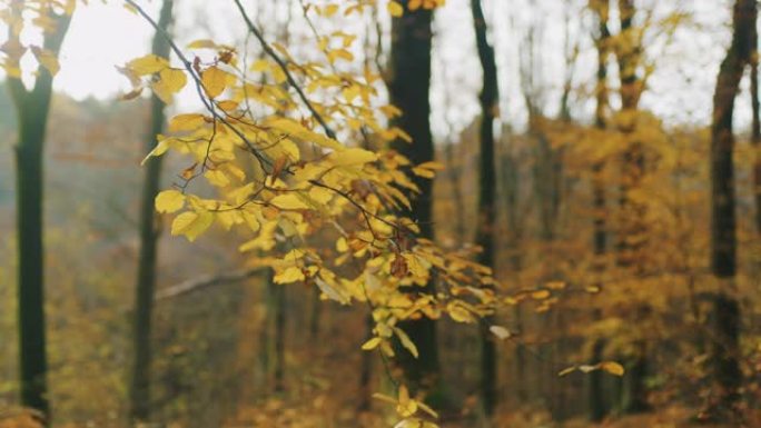 女士秋天在树上落叶，落在宁静的森林中